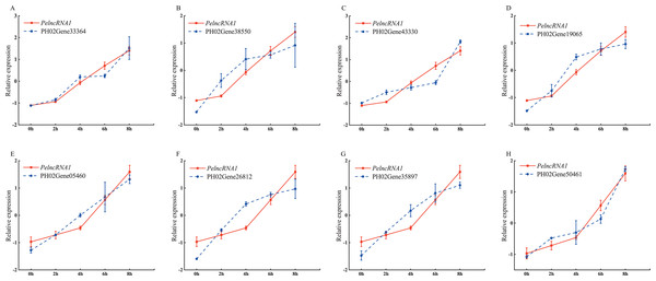 Expression pattern of PelncRNA1 and its predicted target genes under UV-B treatment.