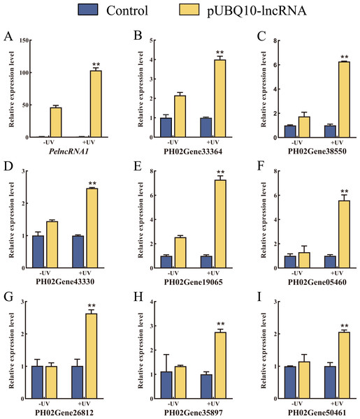 Over-expression of PelncRNA1 in moso bamboo protoplasts.