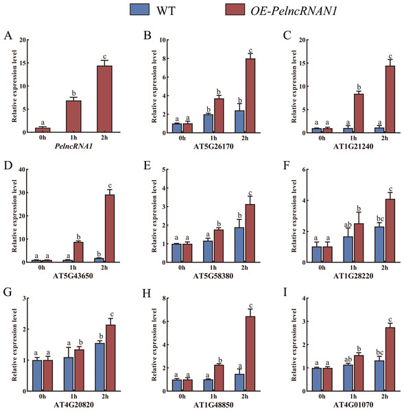 (A–I) Relative expression levels of target genes in WT and OE-PelncRNA1 Arabidopsis plants treated with UV-B.