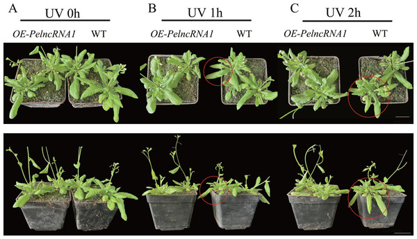 The phenotype of overexpressed PelncRNA1 plants under UV-B stress treatment.
