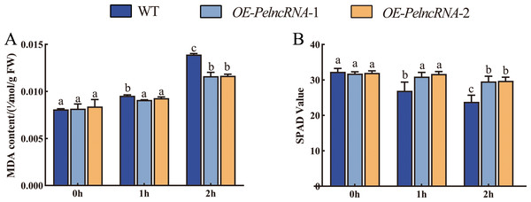 Plant MDA content and chlorophyll content.