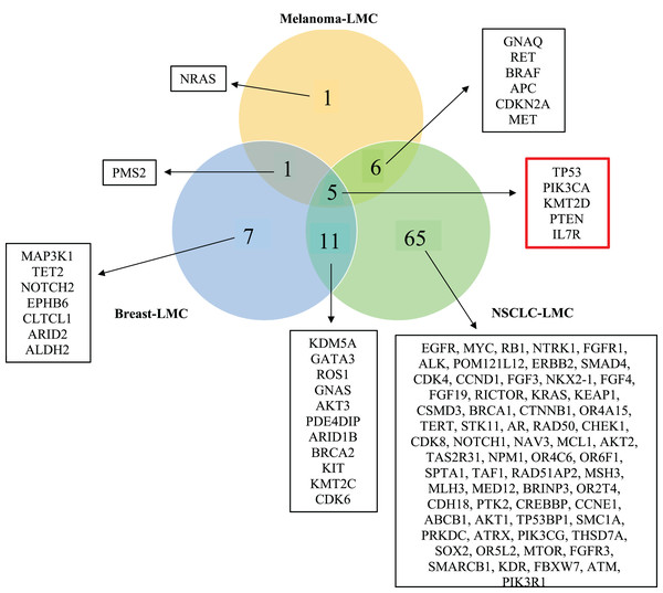 Venn diagram showing mutated genes in LMC patients according to their primary tumor sites.