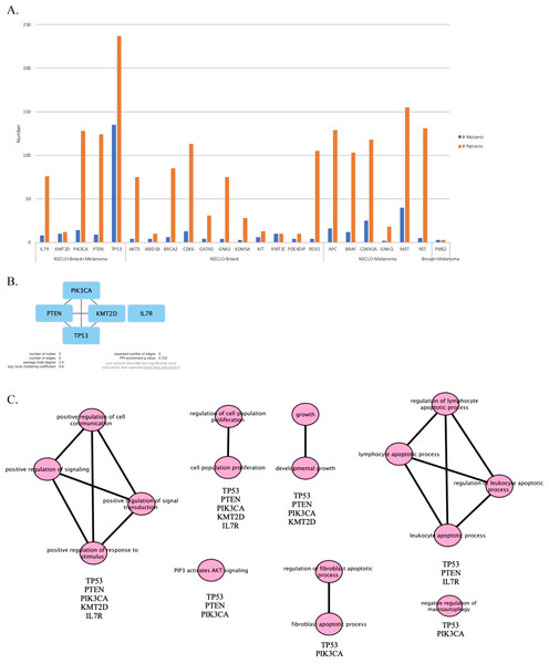 PPI network and pathway enrichment analysis of commonly mutated genes in all three cancer groups.