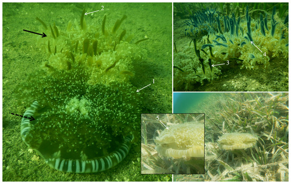 Jellyfish of the genus Cassiopea in mangrove canals in Jardines de la Reina National Park, Cuba.