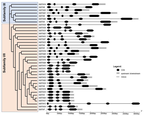 Analysis of phylogenetic relationships and gene structure of the Sl XTH gene family.