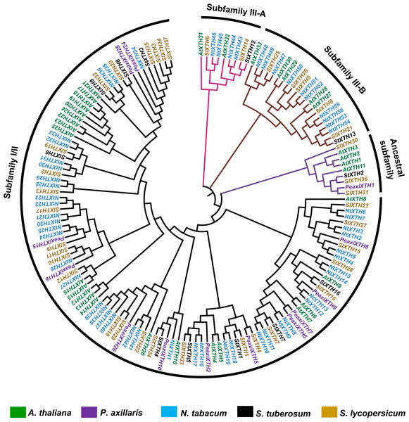 Phylogenetic analysis of XTH proteins in different plant species.