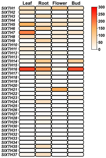 SlXTH gene expression in different tissues.