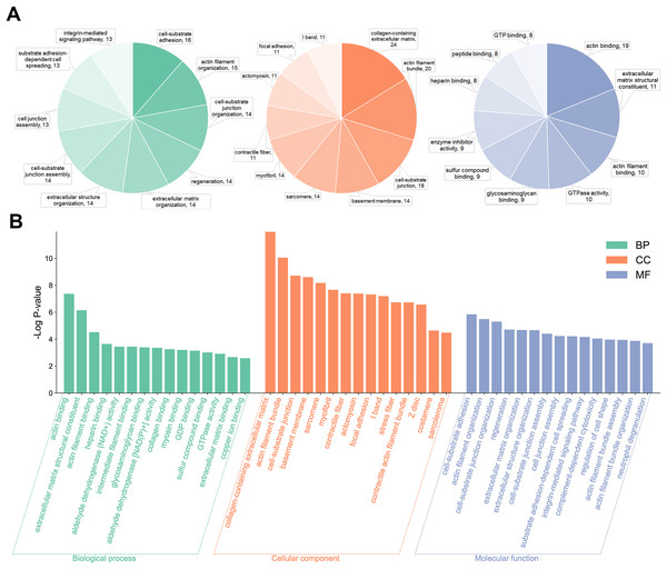 The Gene Ontology (GO) enrichment of differentially expressed proteins (DEPs).