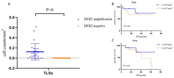 Cell counts and Kaplan–Meier curves of tertiary lymphoid structures in HACC and HER2-negative colorectal cancer.