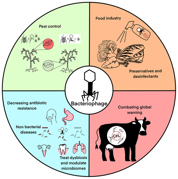 Main bacteriophage applications: pest control, food industry, medical applications excluding classical phage therapy, and global warming mitigation.