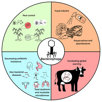 Myriad applications of bacteriophages beyond phage therapy [PeerJ]