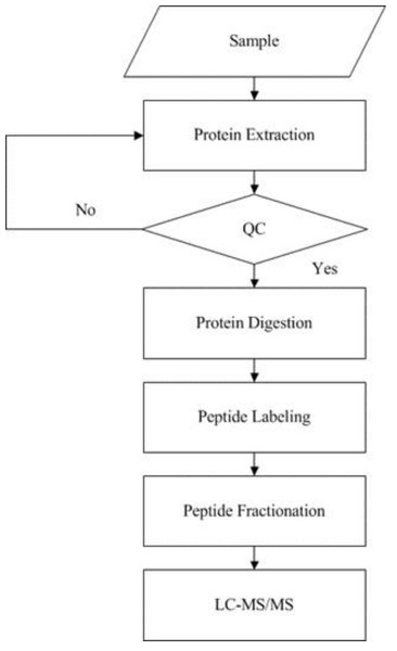 Experimental procedures of iTRAQ quantitative proteomics.