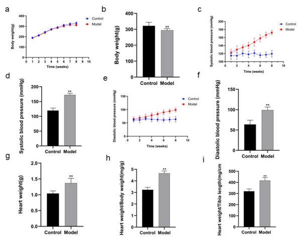 Comparison of indexes in the rats of two groups.