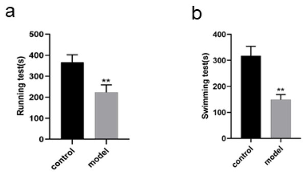 Identification of DEPs by iTRAQ technology, KEGG enrichment analysis and GO annotation of DEPs in PPAR signaling pathway in rats.