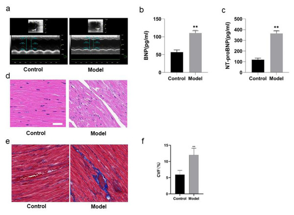 Validation of PPAR signaling pathway in rats by Western blotting.