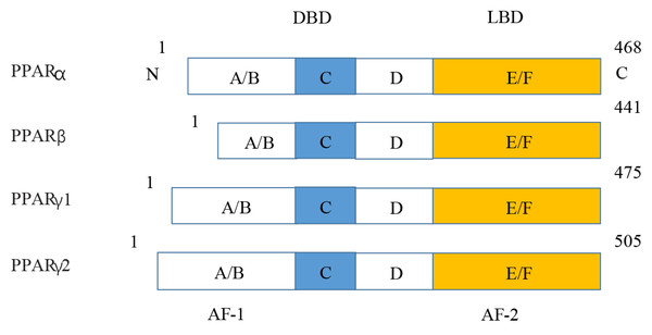 Various structures of the subtypes of PPARs.