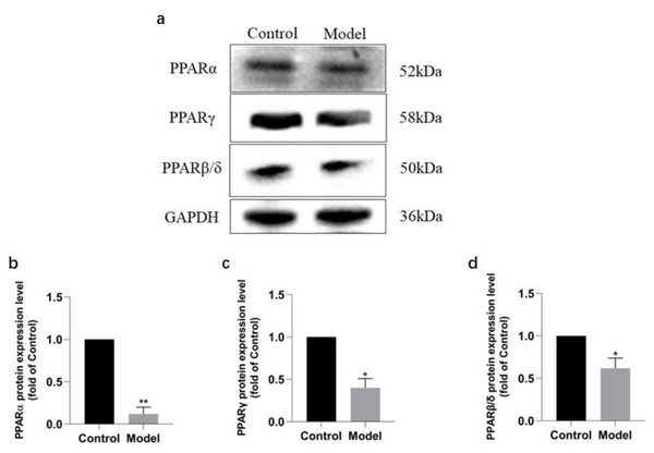 Expression levels of PPAR α, PPAR γ, and PPAR β/ δ between model and control group.