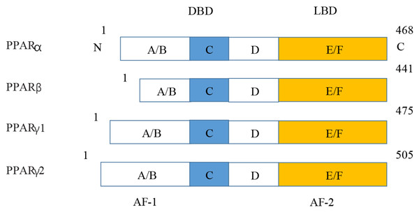 Molecular structure of PPAR α, PPAR β, PPAR γ 1, and PPAR γ 2.