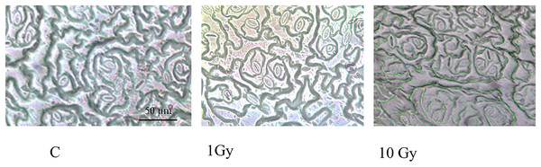 Leaf epidermis with stomata, in control (C) and and treated plants (1 and 10 Gy).