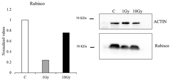 Western blot and densitometric analysis of Rubisco protein in control C and treated plants (1 and 10 Gy).