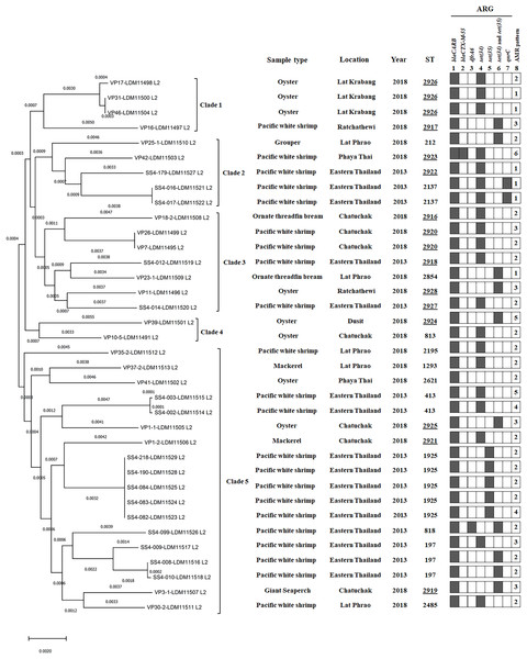 A phylogenomic tree from maximum likelihood analyzes of 81 bacterial core genes in Vibrio parahaemolyticus genomes and MLST types shows the relationship among 36 V. parahaemolyticus isolates.