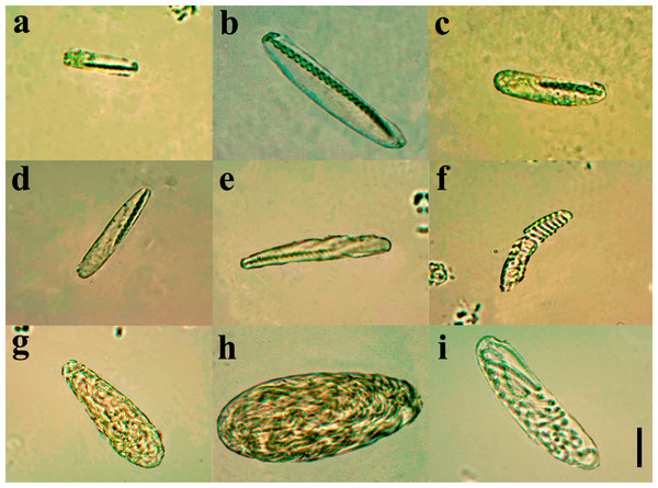 Cnidome at 100X magnification of three adult specimens of A. errans sp. nov.: holotype, paratypes MZUSP 8727 and MNHNM 4299.