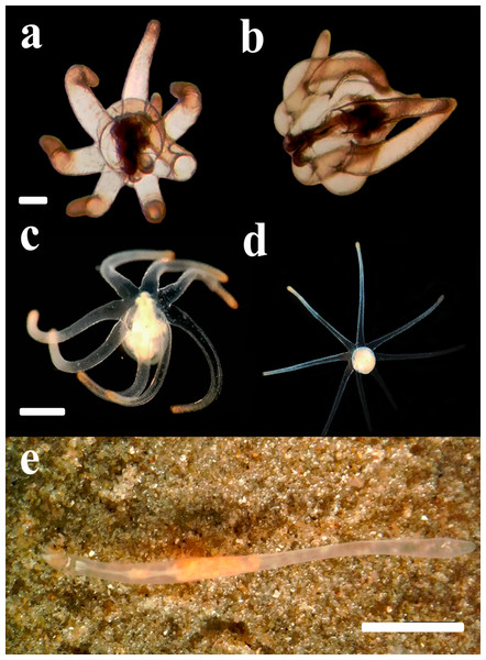 Behavior of the larvae and adult specimens from Rio Grande—Brazil.