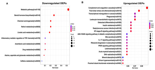 KEGG pathway-based enrichment analysis of downregulated (A) and upregulated (B) DEPs.