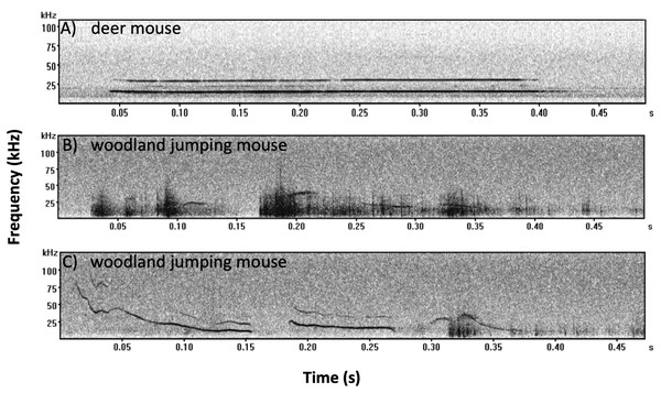 Example spectrograms recorded from the deer mouse and woodland jumping mouse.