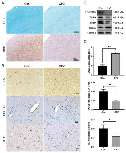 Expression levels of CCL5, PDGFRB and TLR9 protein and mRNA in cuprizone-induced MS models.