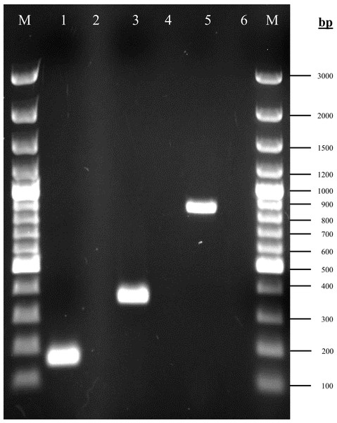Agarose gel electrophoresis (1%) of PCR products for the rpoD, gacA and gacS gene fragments.