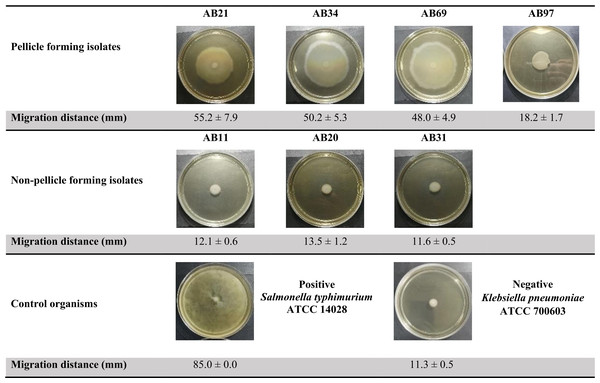 Surface-associated motility assay of selected clinical carbapenem-resistant Acinetobacter baumannii isolates on 0.5% Bacto™ agar.