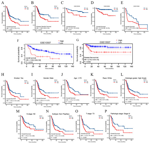 Association between EIF4A3 expression and prognosis of BLCA patients in TCGA and GEO datasets.