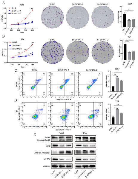 The biological function of EIF4A3 in proliferation and apoptosis in bladder cancer cells.