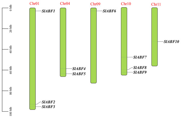 The distribution of ABF/AREB gene family members of chromosomes in tomato.