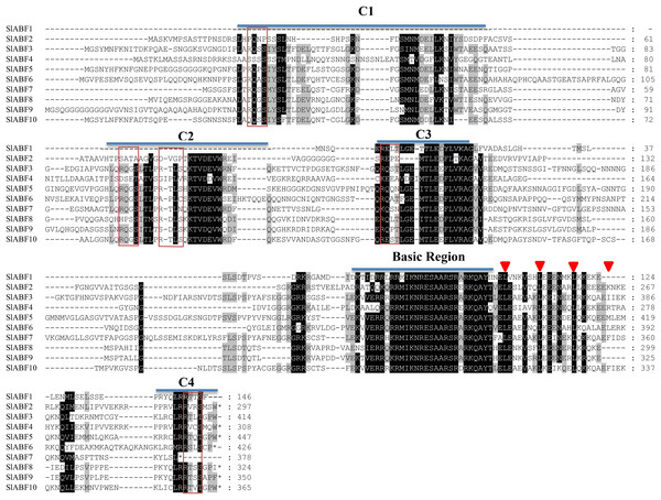 Multiple sequence alignment of tomato ABF/AREB members.