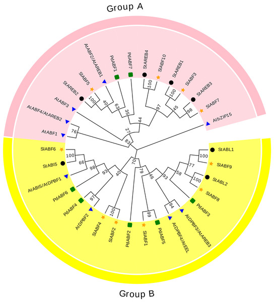 Phylogenetic relationship of tomato ABF/AREB homologs in different species.