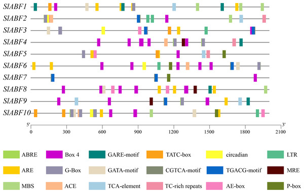 The distribution of cis-acting elements in tomato ABF/AREB genes.