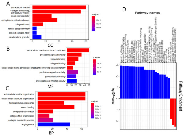 Gene ontology (GO) annotation and Kyoto Encyclopedia of Genes and Genomes (KEGG) pathway enrichment analyses of the DEGs.