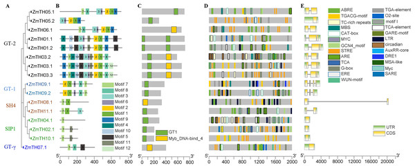 Analysis of the phylogenetic relationships, conserved motifs, promoter cis-acting elements, and exon-intron structures of trihelix family genes in maize.