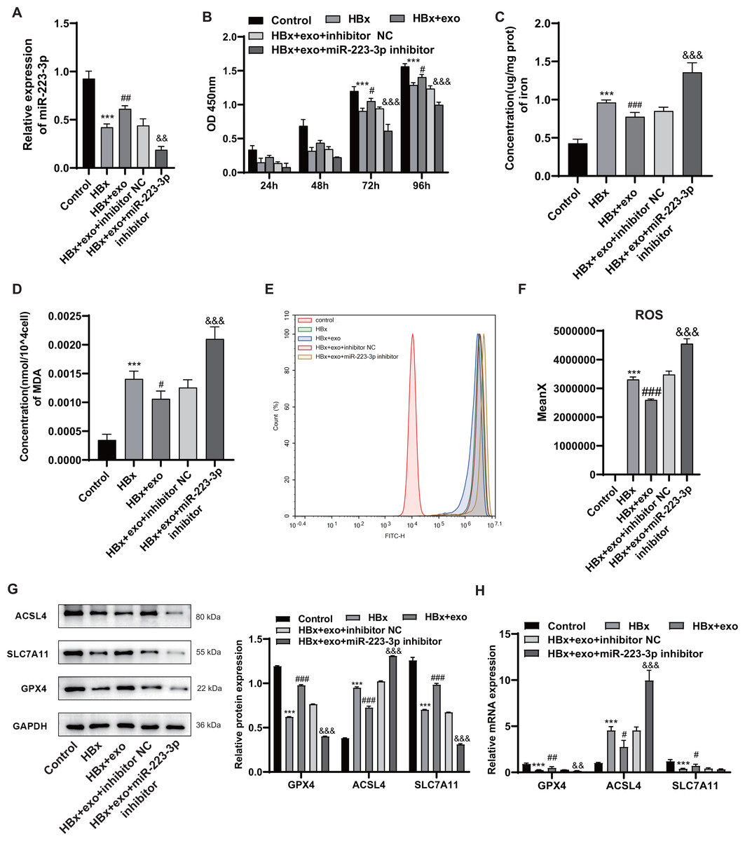 Bone marrow mesenchymal stem cell-derived exosomes protect podocytes ...