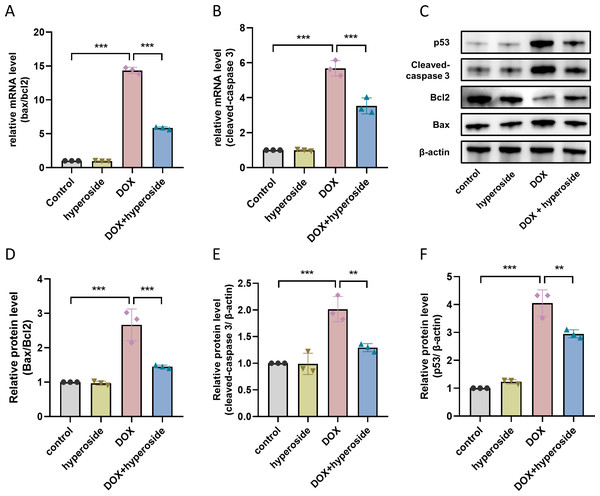 Hyperoside decreased the expression levels of apoptosis-related proteins in DOX-treated HL-1 cells.