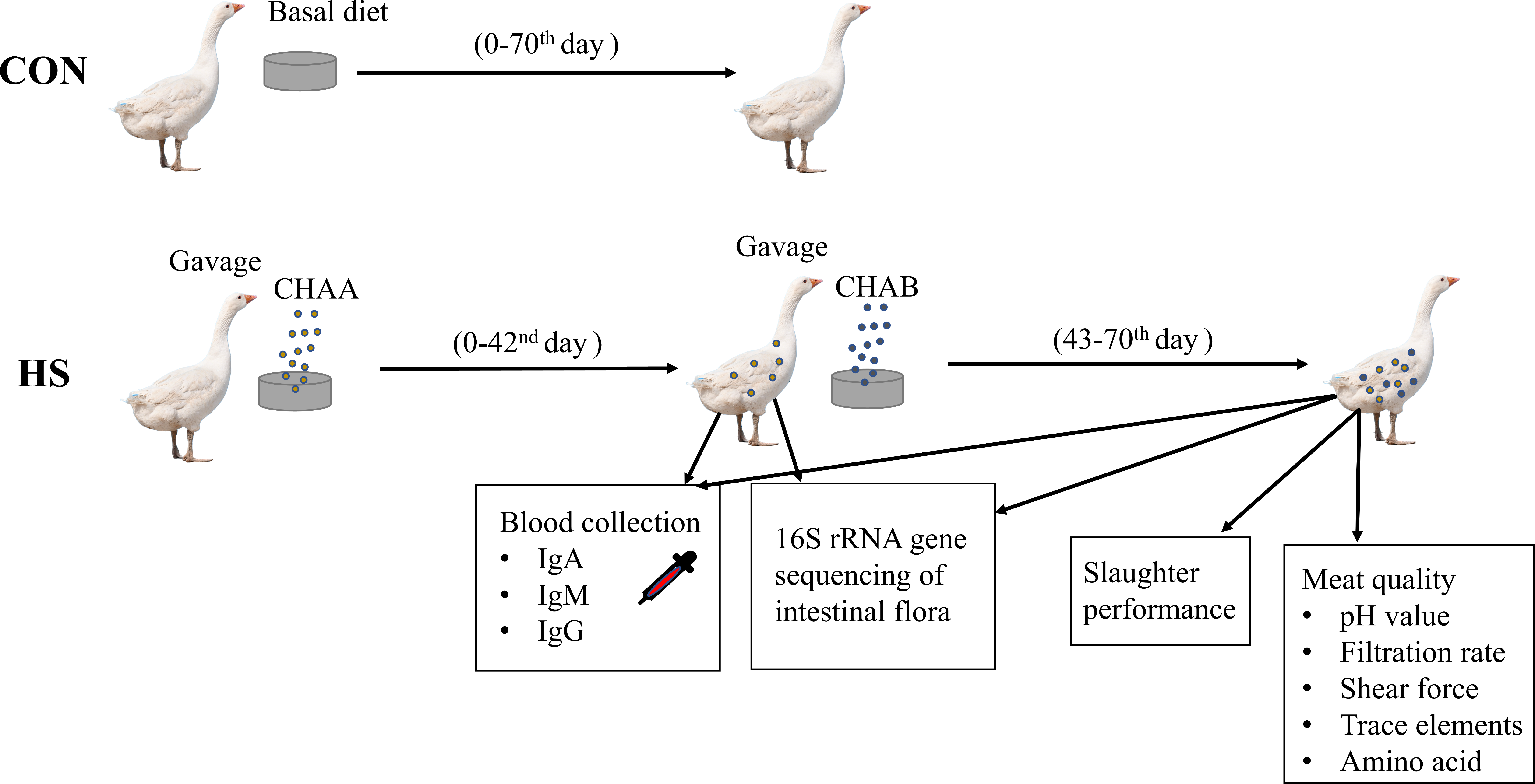 The effect of combined dietary supplementation of herbal additives on carcass traits, meat quality, immunity and cecal microbiota composition in Hungarian white geese PeerJ