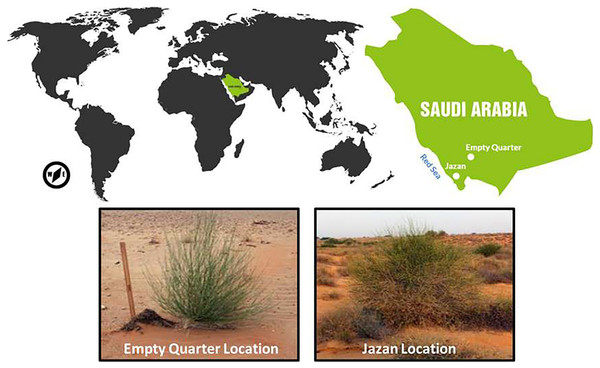 Study areas and sampling localities of Leptadenia pyrotechnica in Jazan (coastal sand dune habitat) and Empty Quarter (represented by Oroug Bani M’aradh).