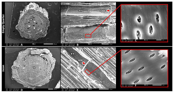 Scanning electron photomicrograph of root cross-sections from both habitats, Empty Quarter location (A–C) and Jazan habitat (D–F).