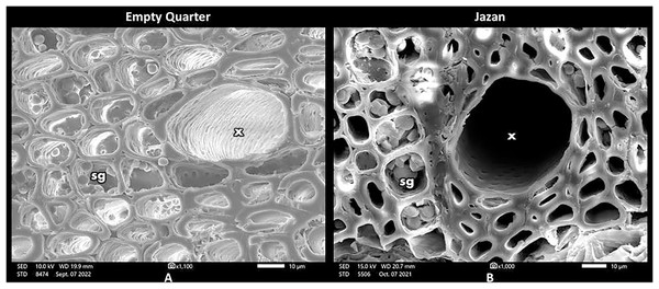 Scanning electron photomicrograph of stem cross-section shows ray parenchyma cells near the vessels with storage of starch grains from Empty Quarter habitat (A) and Jazan coastal sand dunes habitat (B). x, xylem vessel; sg, starch grains.
