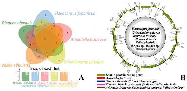 Shared protein-coding genes in Elaeocarpaceae chloroplast genomes.