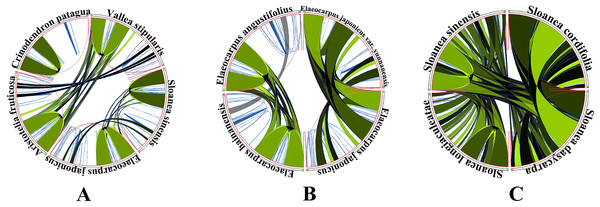 Synteny detected in Elaeocarpaceae using Circoletto.