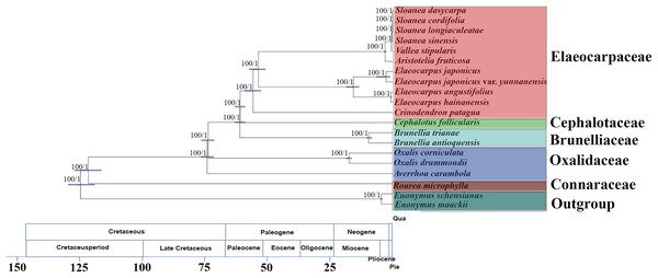 Molecular phylogenomic tree of 20 species of Oxalidales.
