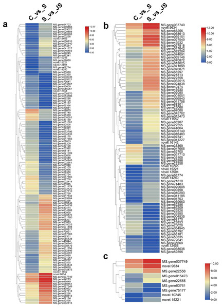 Heatmaps showing relative expression of DEGs enriched in metabolic pathway by KEGG analysis of C_vs_S (A) and S_vs_JS (B) groups.